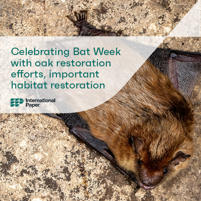 International Paper | Bat Week 2024
